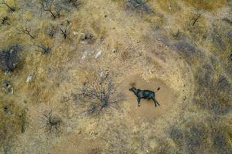 An ox carcass from a drone image in the Serid&oacute; region of Brazil, which is heavily impacted by drought and desertification. Brazil has the largest number of people living in areas that are becoming deserts.